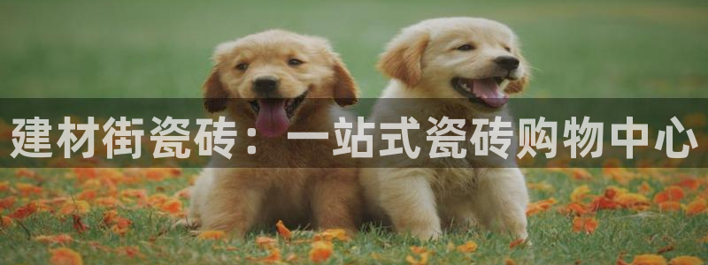 杏鑫平台正规吗是真的吗