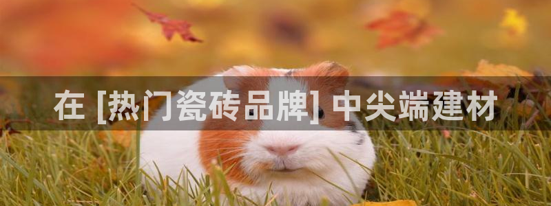 杏鑫手机客户端